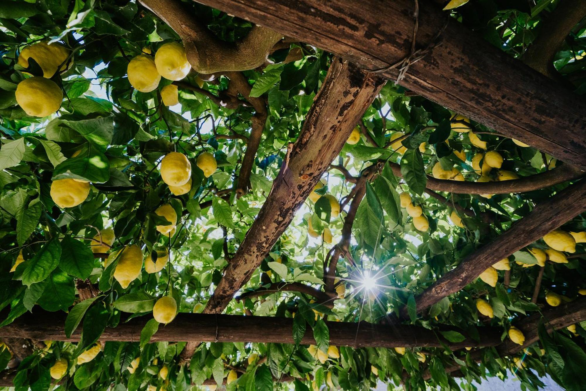 Il Giardino Dei Limoni Appartement Polvica Buitenkant foto